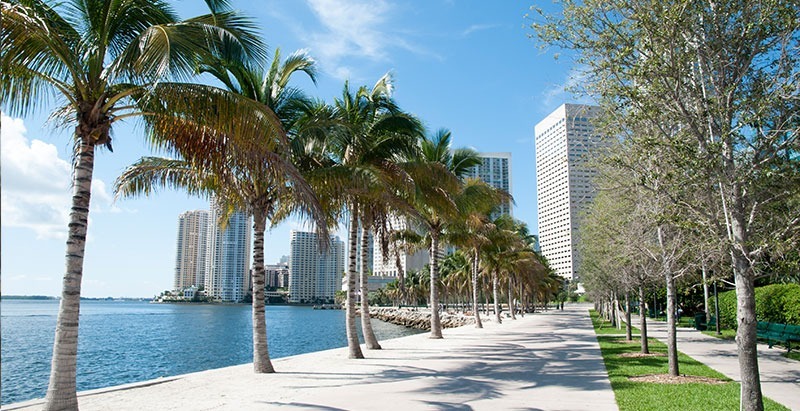 palmtrees